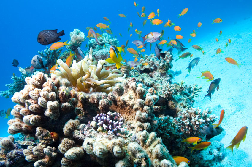 Abundant Sea Life on the Beautiful Underwater Reef